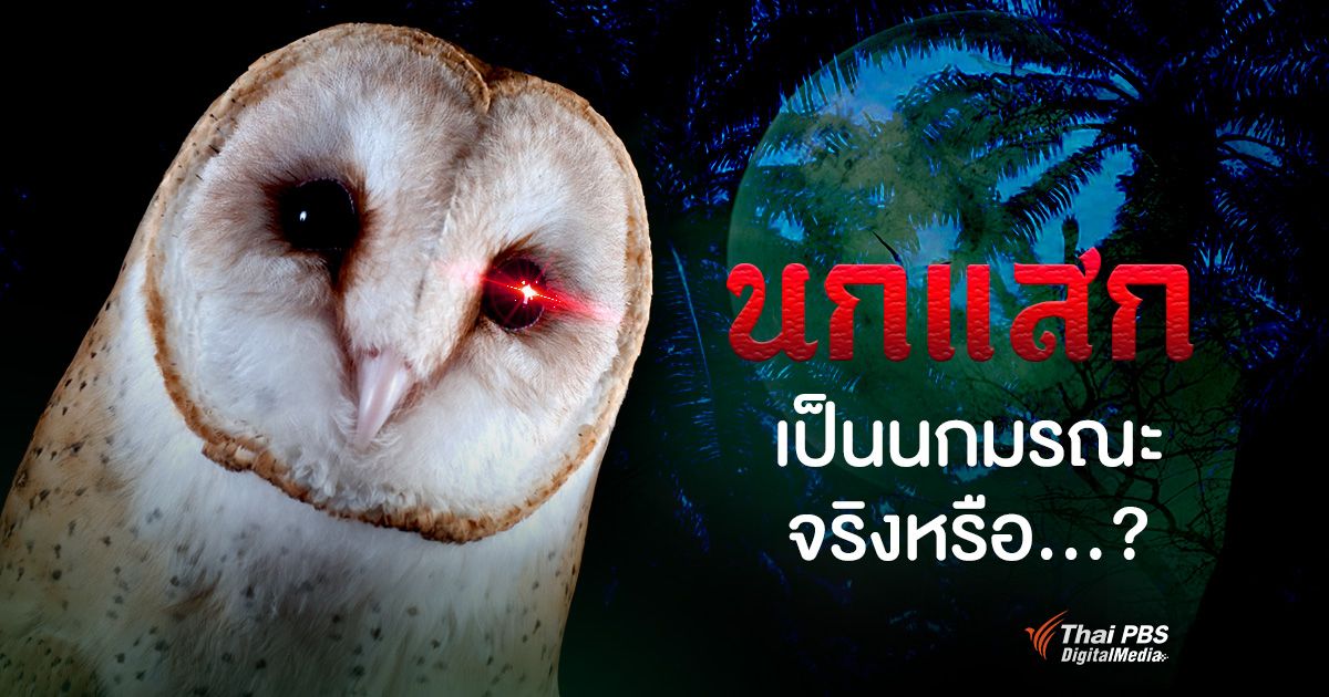 นกแสก เป็นนกมรณะจริงหรือ