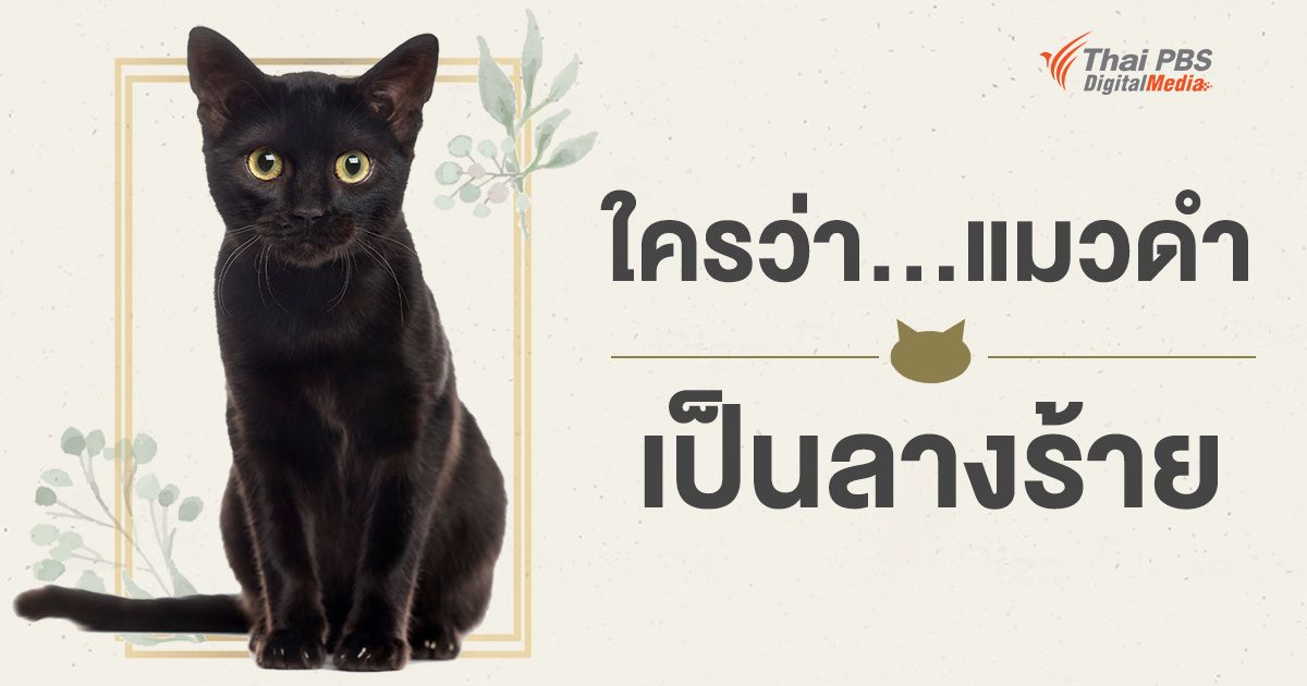 ใครว่าแมวดำเป็นลางร้าย