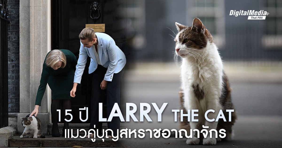15 ปี ‘Larry the cat’ แมวคู่บุญบ้านผู้นำสหราชอาณาจักร
