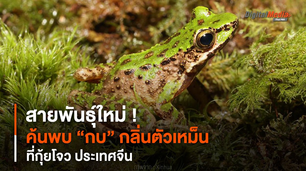 สายพันธุ์ใหม่ ! ค้นพบ “กบ” กลิ่นตัวเหม็น ที่ประเทศจีน