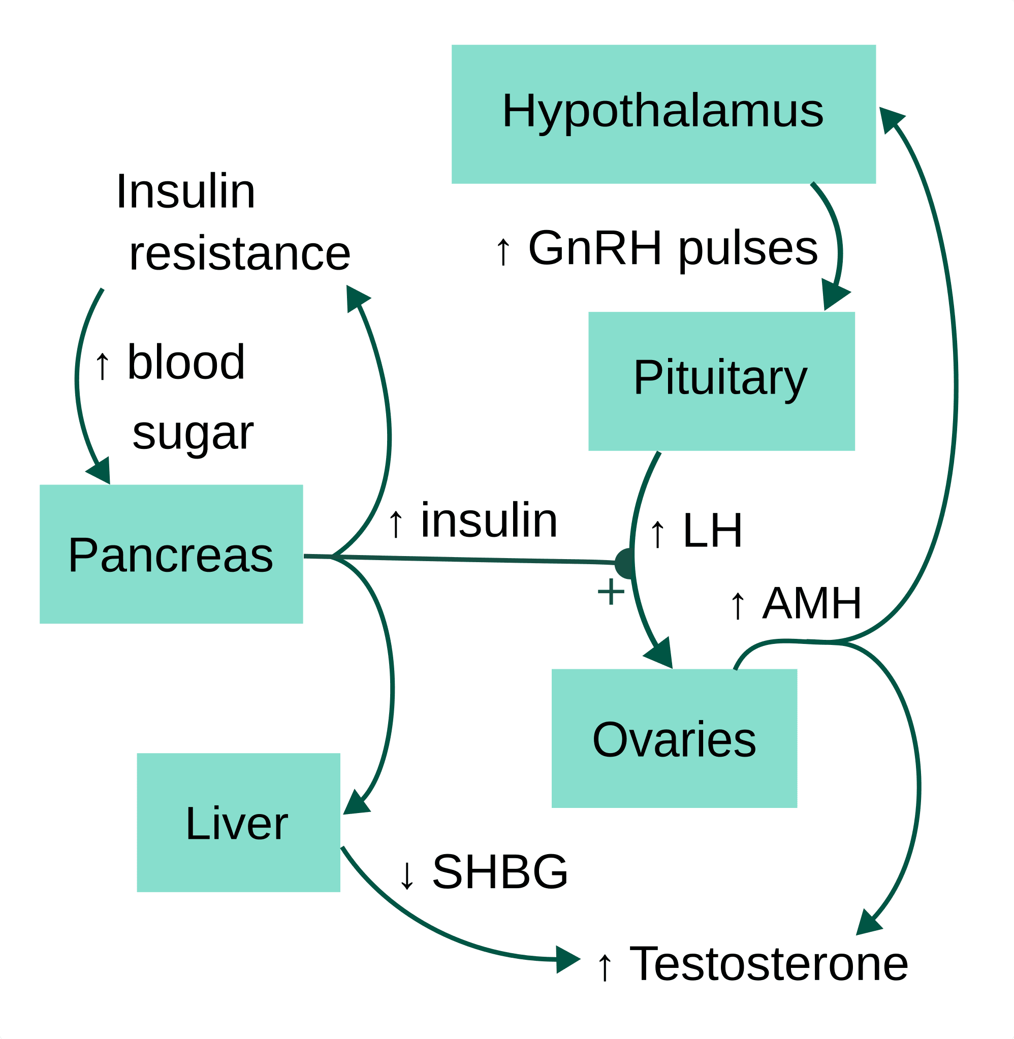 ภาพวงจรการเกิดโรค PCOS ซึ่งนำไปสู่ภาวะฮอร์โมนเพศชายสูงกว่าปกติ