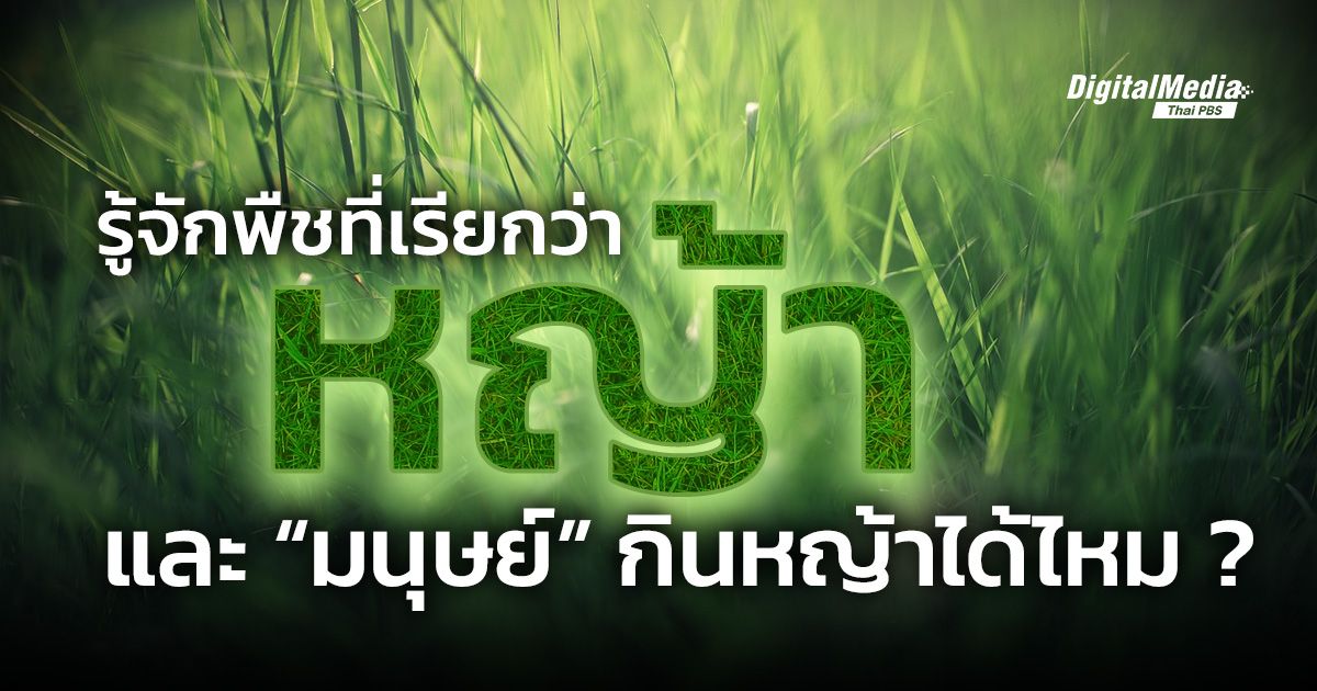 รู้จักพืชที่เรียกว่า “หญ้า” และ “มนุษย์” กินหญ้าได้ไหม ?