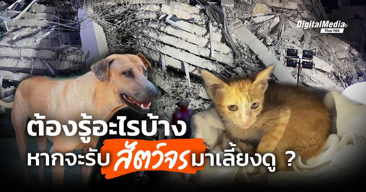 ต้องรู้อะไรบ้าง หากจะรับ "สัตว์จร" มาเลี้ยงดู ?