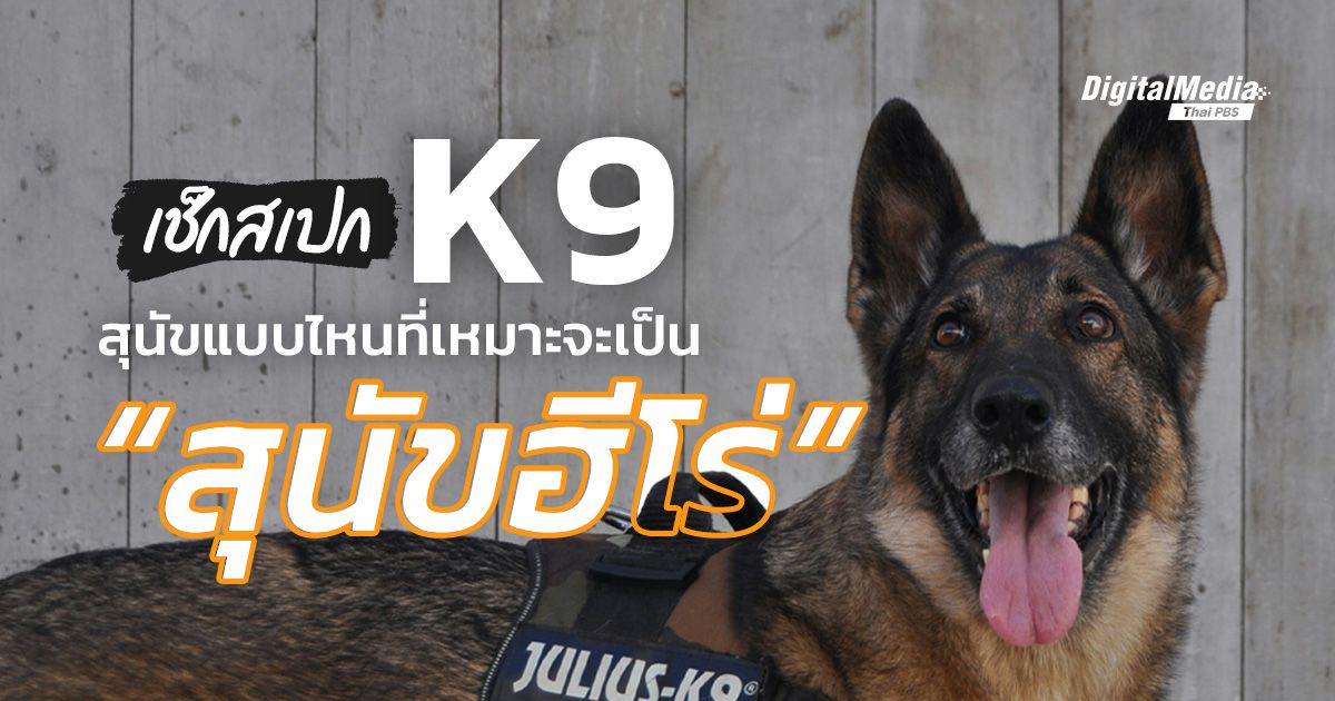 เช็กสเปก “K9” สุนัขแบบไหนที่เหมาะจะเป็น “สุนัขฮีโร่”