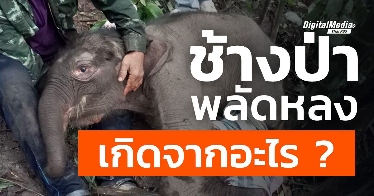 ช้างป่าพลัดหลง เกิดจากอะไร?