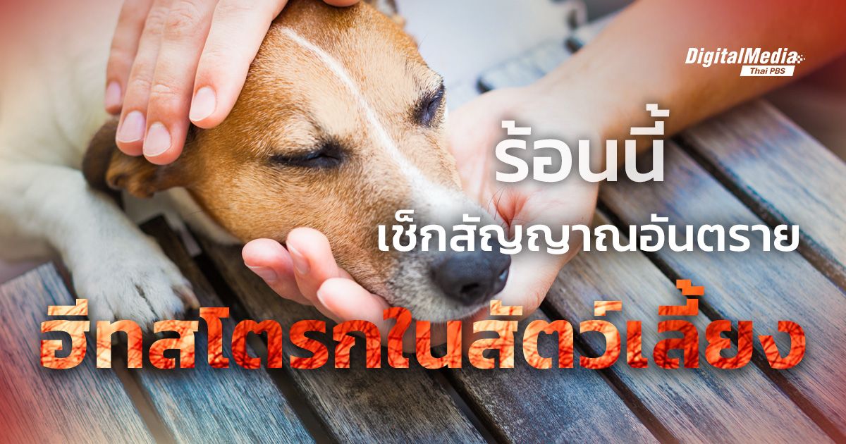 ร้อนนี้ เช็กสัญญาณอันตราย "ฮีทสโตรกในสัตว์เลี้ยง"