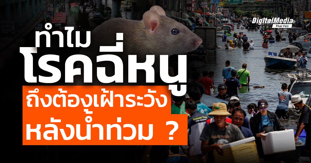 ทำไมโรคฉี่หนูถึงต้องเฝ้าระวังหลังน้ำท่วม ?