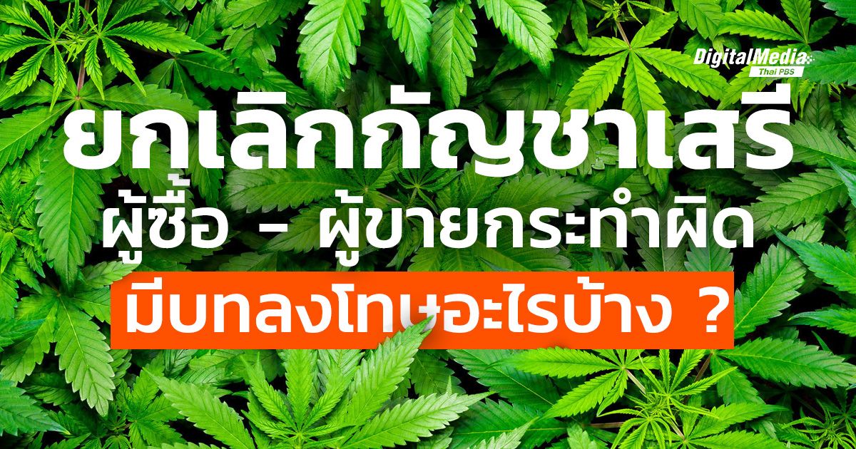 ยกเลิกกัญชาเสรี “ผู้ซื้อ - ผู้ขาย” กระทำผิดมีบทลงโทษอะไรบ้าง ?