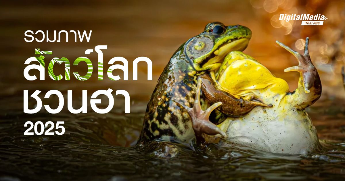 รวมภาพชวนยิ้ม ‘สัตว์โลกน่ารัก’ แห่งปี 2025