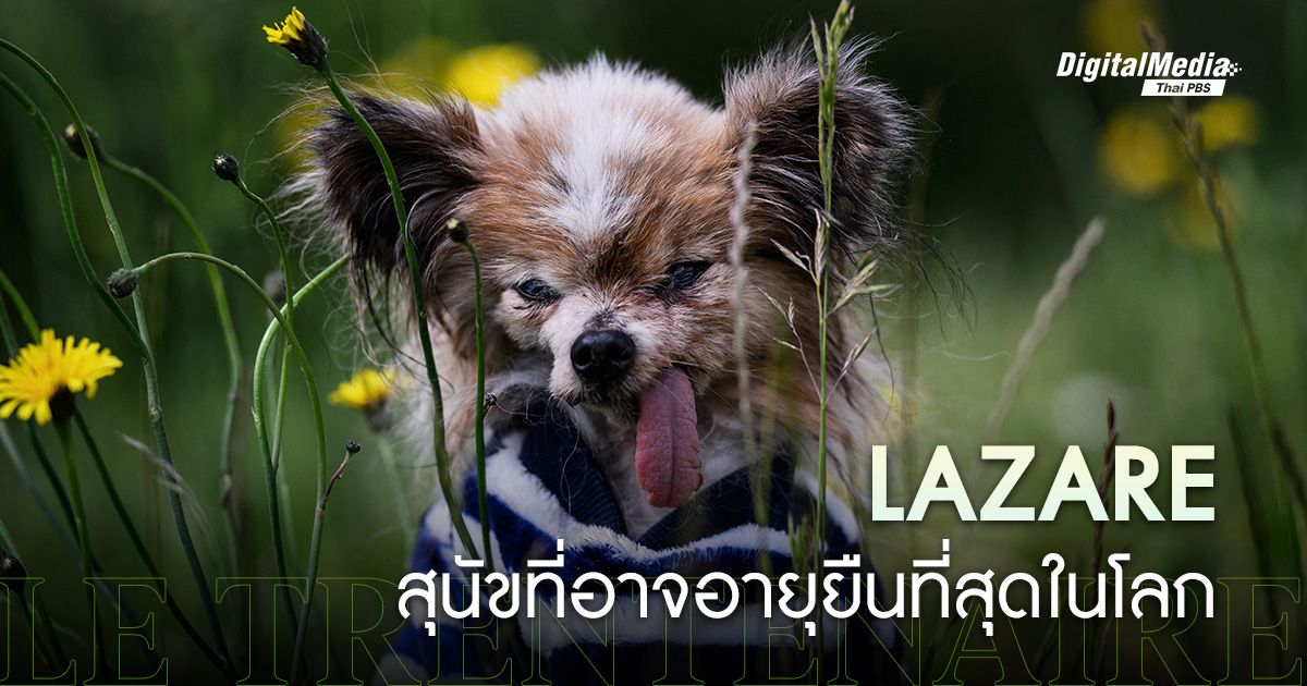 ‘Lazare’ สุนัขอายุ 30 ปีในฝรั่งเศส ที่อาจเป็นสุนัขอายุยืนที่สุดในโลก