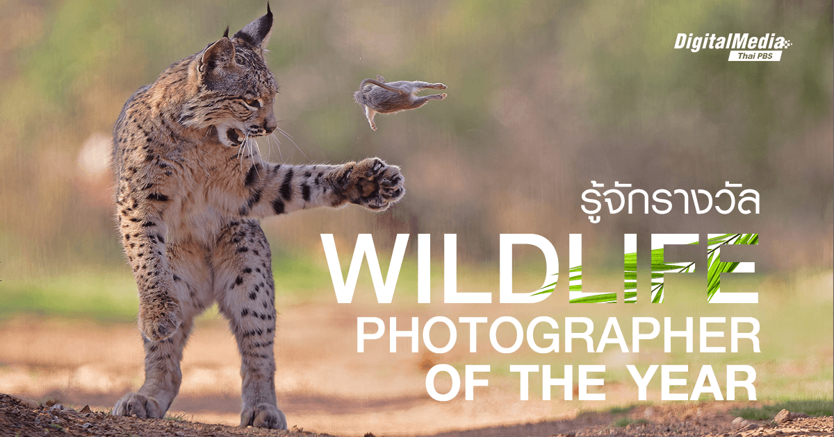 รู้จัก ‘Wildlife Photographer of the Year’ รางวัลภาพถ่ายสัตว์ป่าแห่งปีระดับโลก