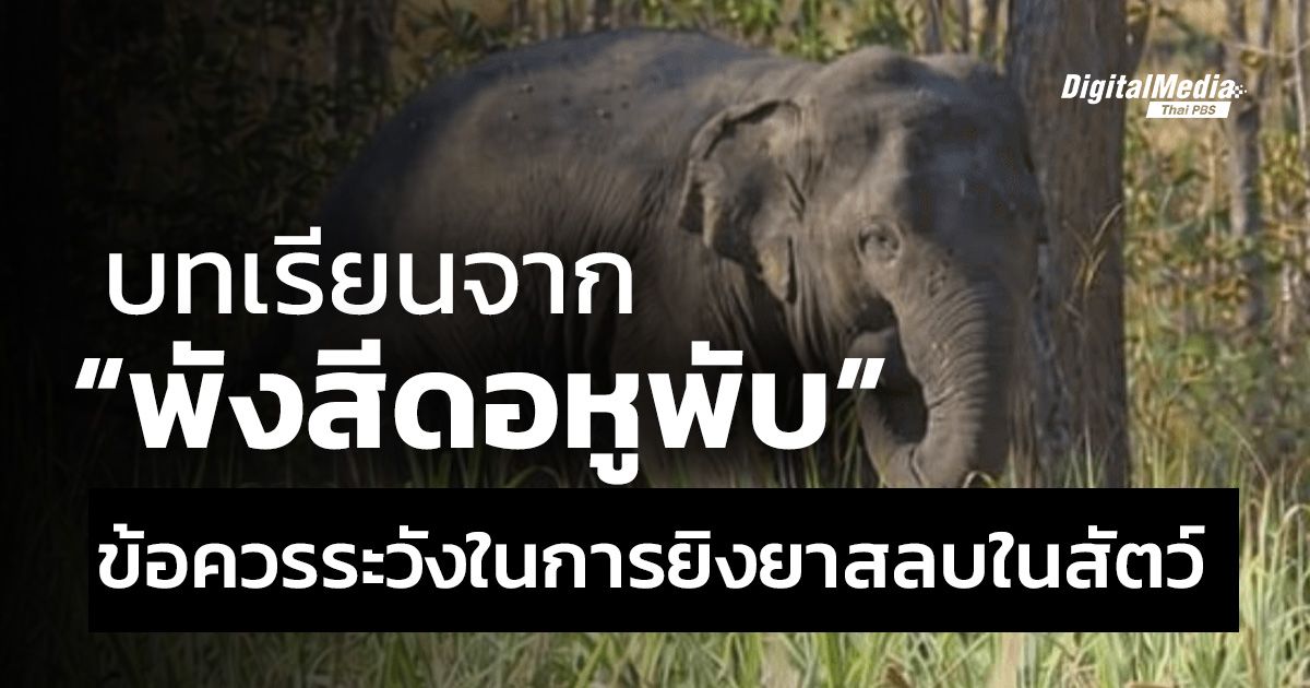 "บทเรียนจากพังสีดอหูพับ" ข้อควรระวังในการยิงยาสลบในสัตว์