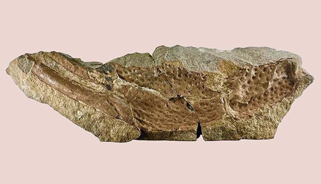 ก้ามของ P. gigas ภาพจาก The Trustees of the Natural History Museum, London