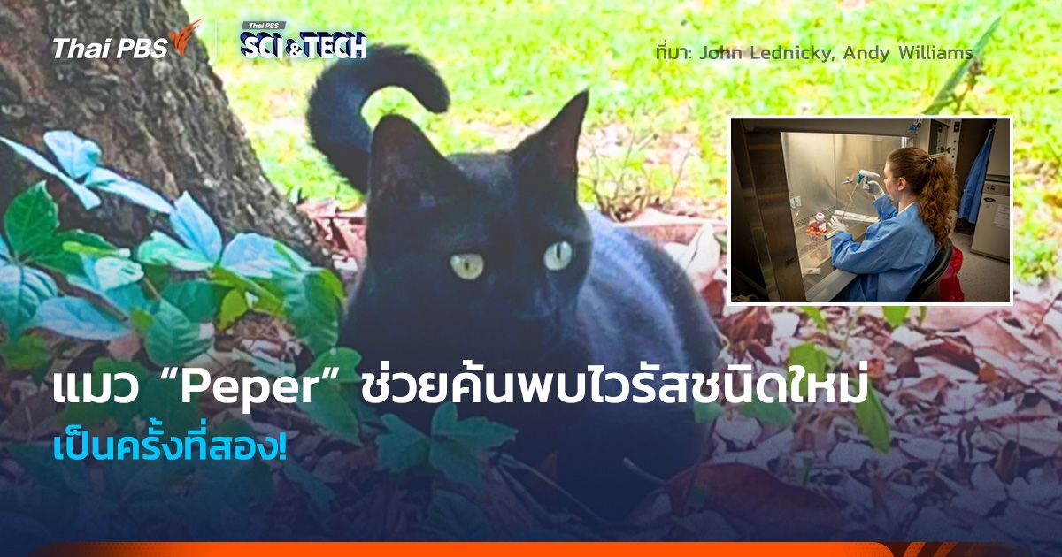 ครั้งที่สอง! เจ้าแมว “Peper” ช่วยนักวิทย์ค้นพบไวรัสชนิดใหม่อีกแล้ว
