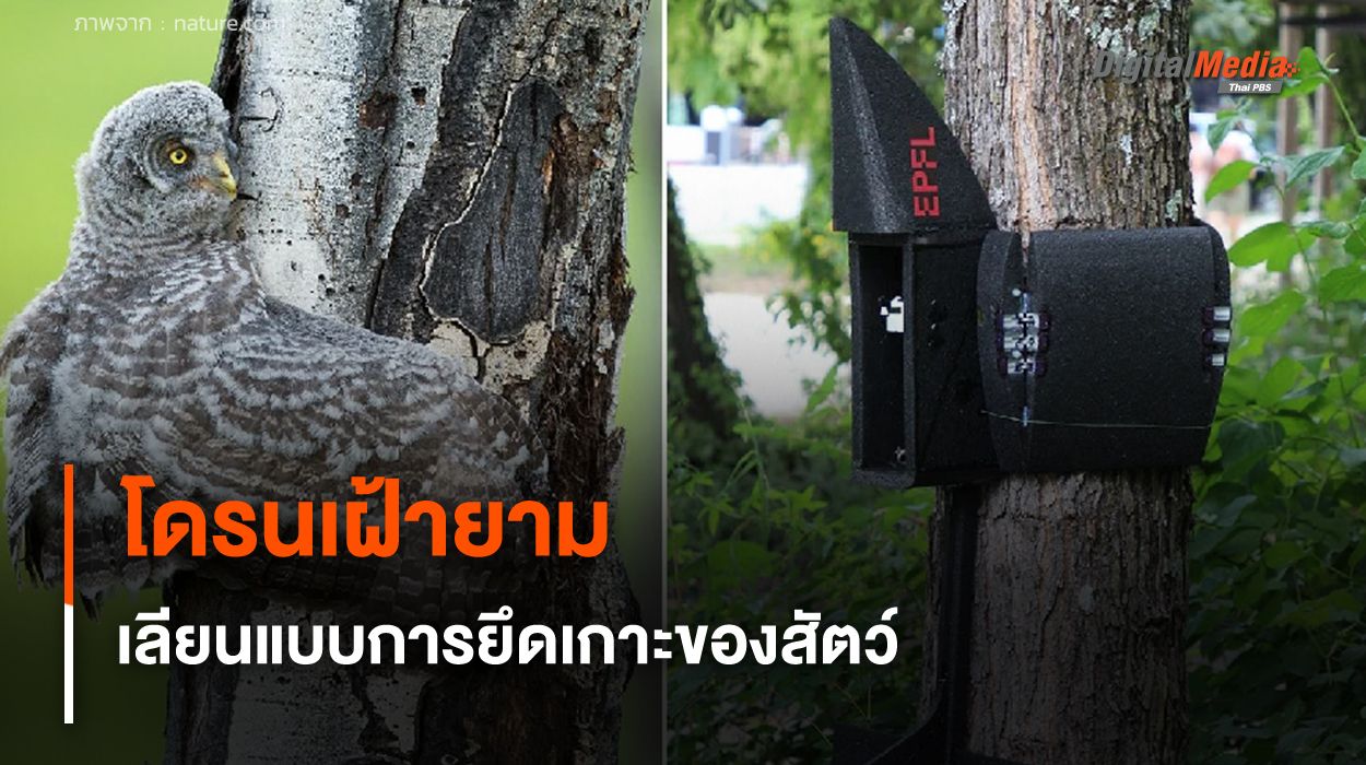 โดรนเฝ้ายาม เลียนแบบการเกาะของสัตว์ ใช้เฝ้าระวังในพื้นที่ยากต่อการเข้าถึง