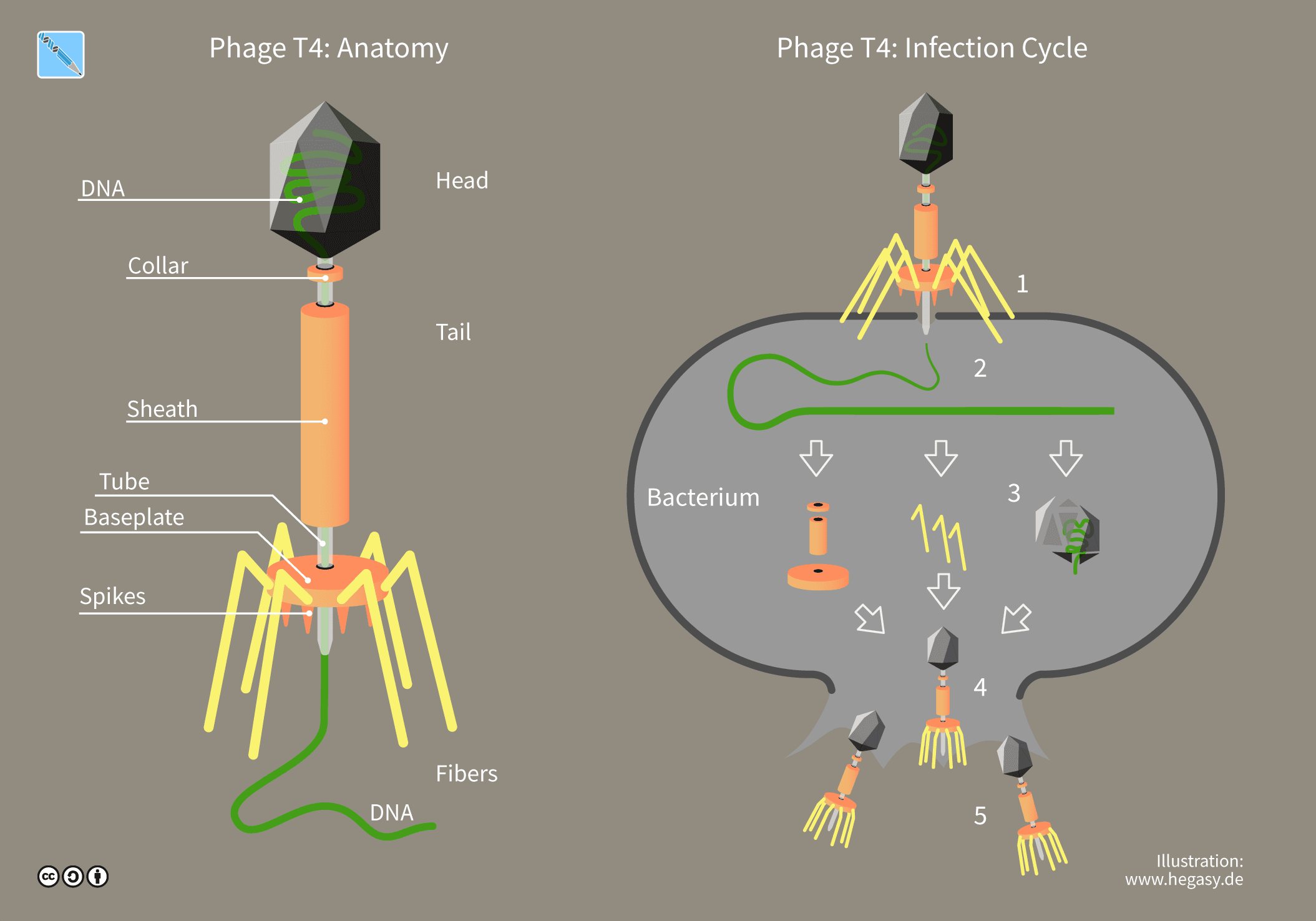 โครงสร้างทางกายภาพของ Phage นั้นแตกต่างกับไวรัสที่ทำให้เกิดการติดเชื้อในมนุษย์ ดังนั้น Phage จึงมีกลไกการติดเชื้อที่แตกต่างและไม่สามารถทำให้เกิดการติดเชื้อในมนุษย์ได้