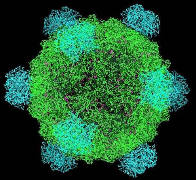 โครงสร้างจำลองของแบคทีริโอเฟจ ΦX174 ภาพจาก Fdardel, Wikimedia Commons