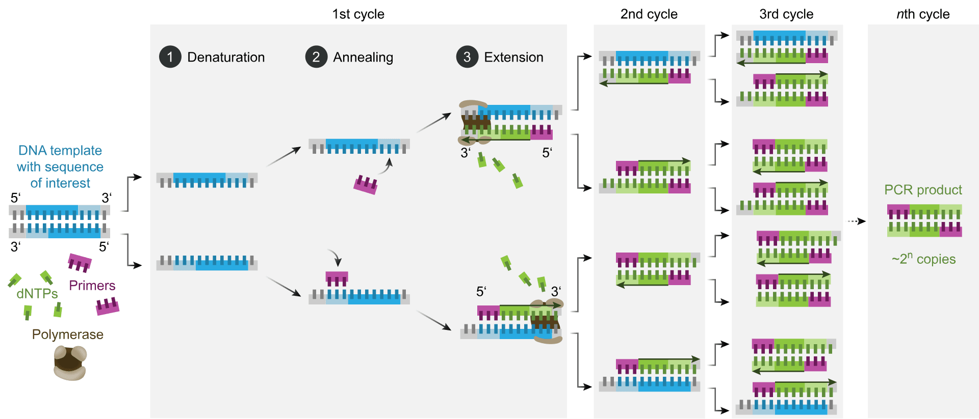 Polymerase Chain Reaction หรือ PCR เป็นเทคโนโลยีในการขยายปริมาณสารพันธุกรรทในตัวอย่าง