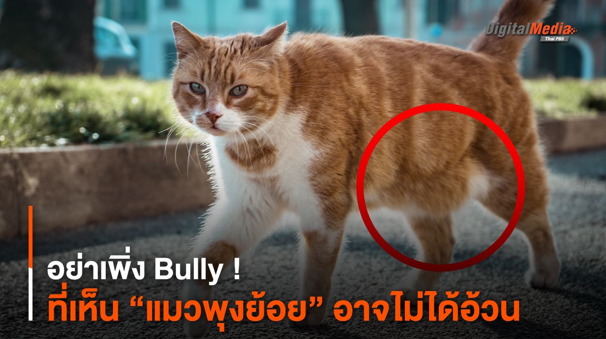 อย่าเพิ่ง Bully ! ที่เห็น “แมวพุงย้อย” อาจไม่ได้อ้วน