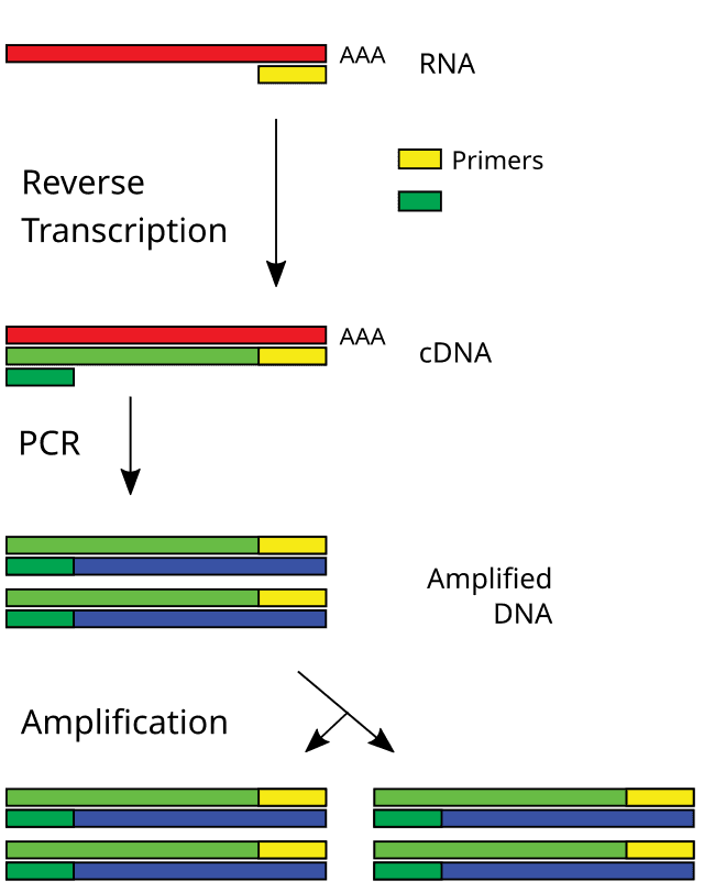 การทำ Reverse Transcription นั้นใช้แปลง RNA กลับเป็น DNA ซึ่งในที่นี้มักเรียกว่า cDNA