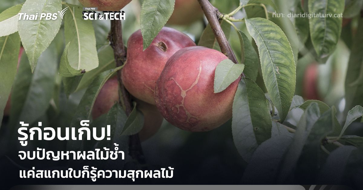 รู้ก่อนเก็บ! จบปัญหาผลไม้ช้ำ แค่ "สแกนใบ" ก็รู้ความสุกของผลไม้ทันที