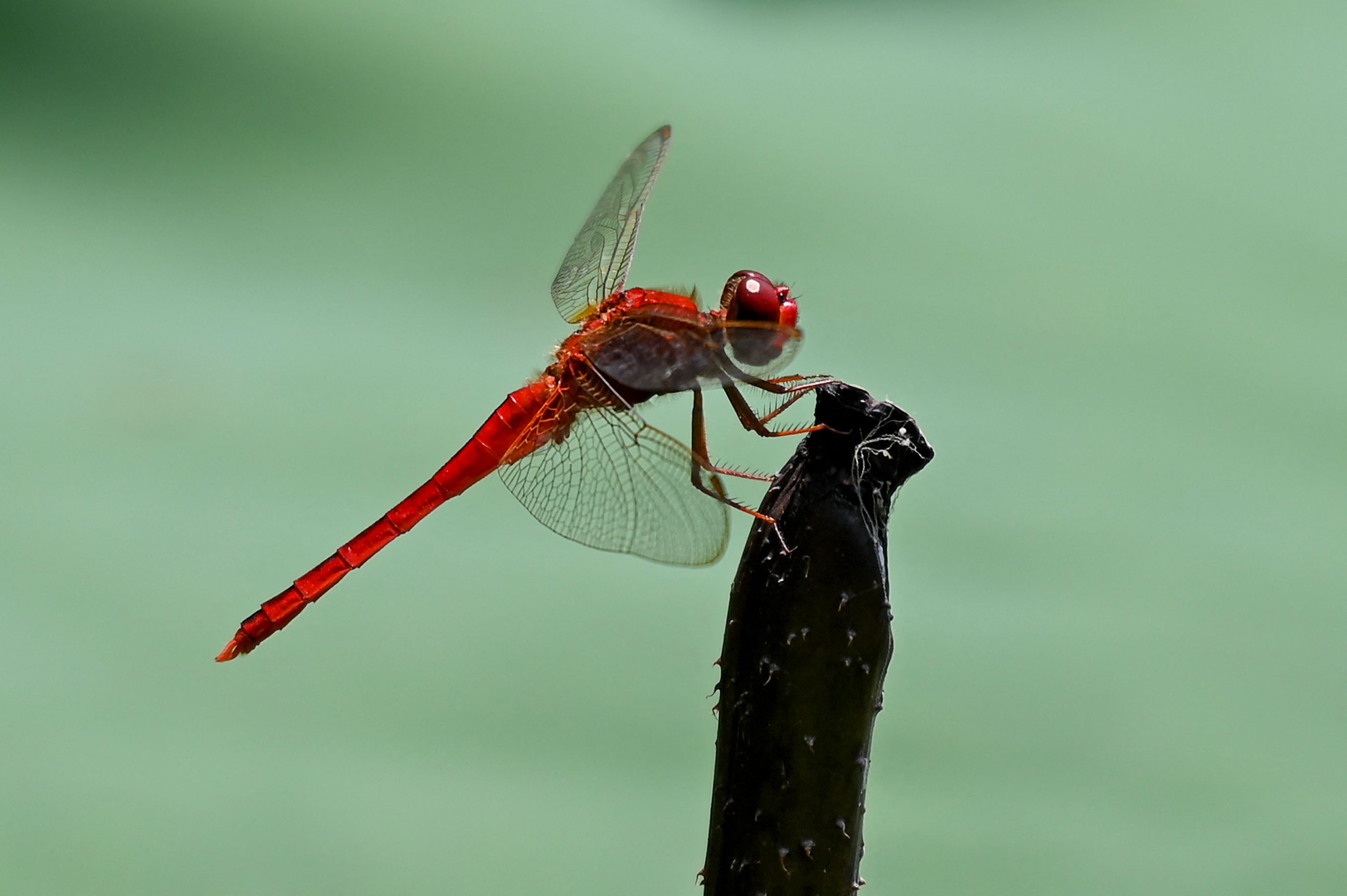 แมลงปอออกล่าเหยื่อก่อนและหลังฝนตก (Photo by Roslan RAHMAN/AFP)
