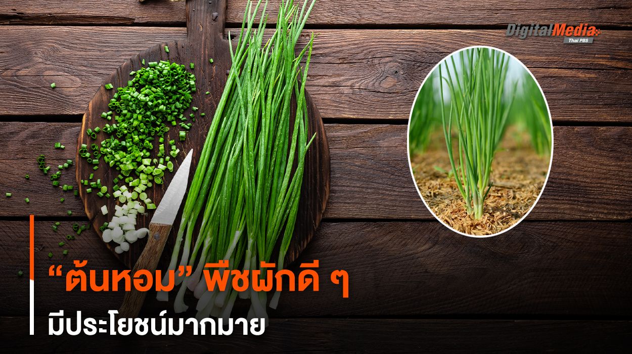 “ต้นหอม” พืชผักดี ๆ มีประโยชน์มากมาย