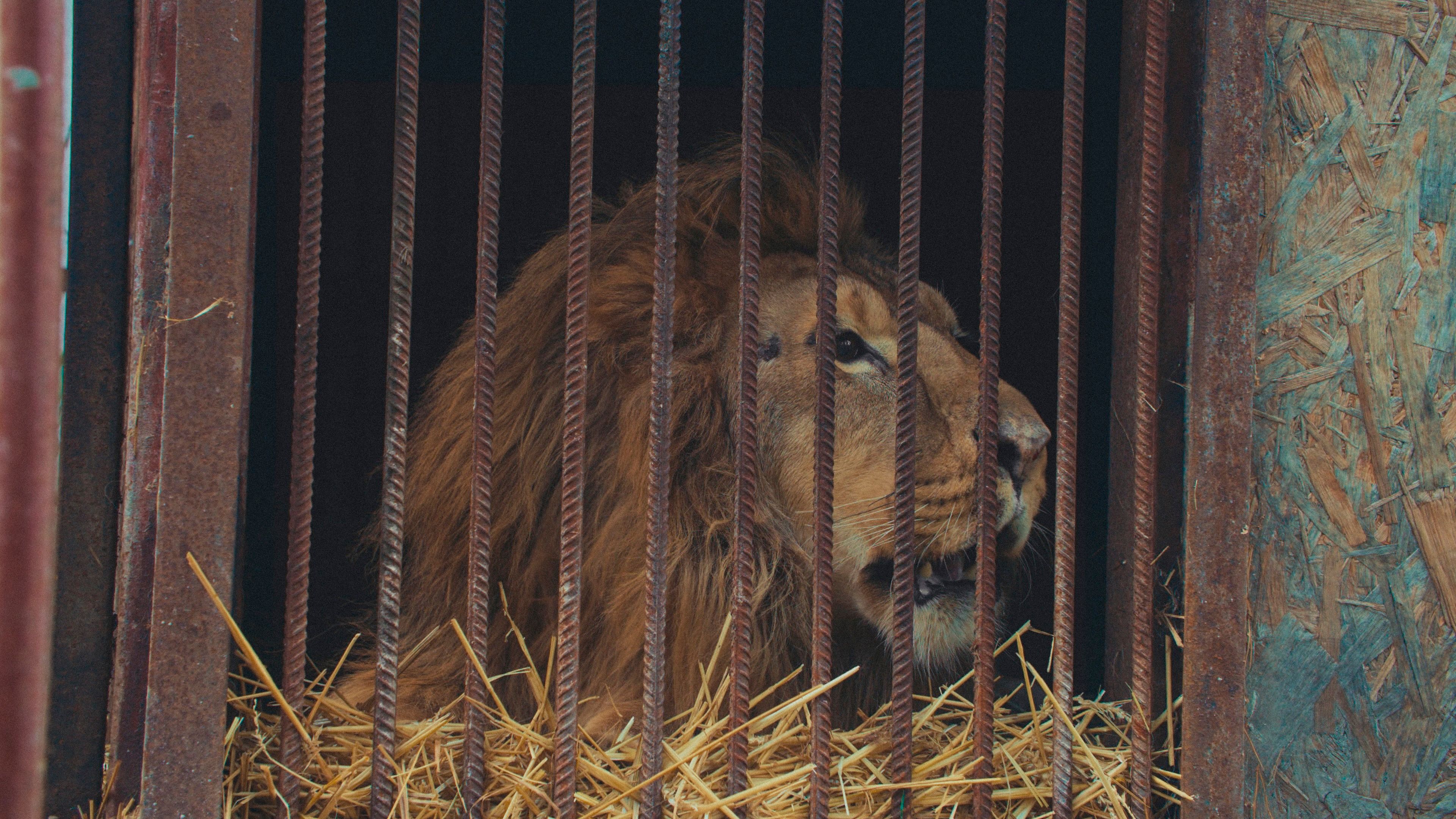 ภาพจากสารคดี US, Our Pets and The War