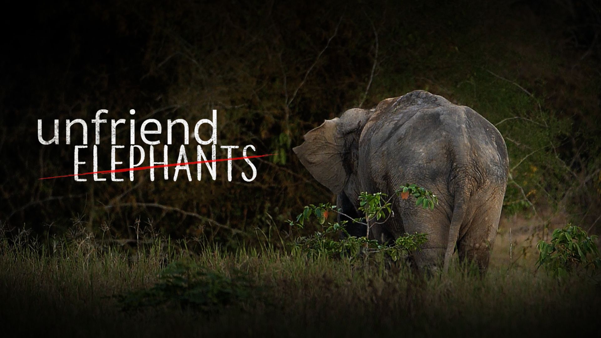 ภาพจากสารคดี Unfriend Elephants 