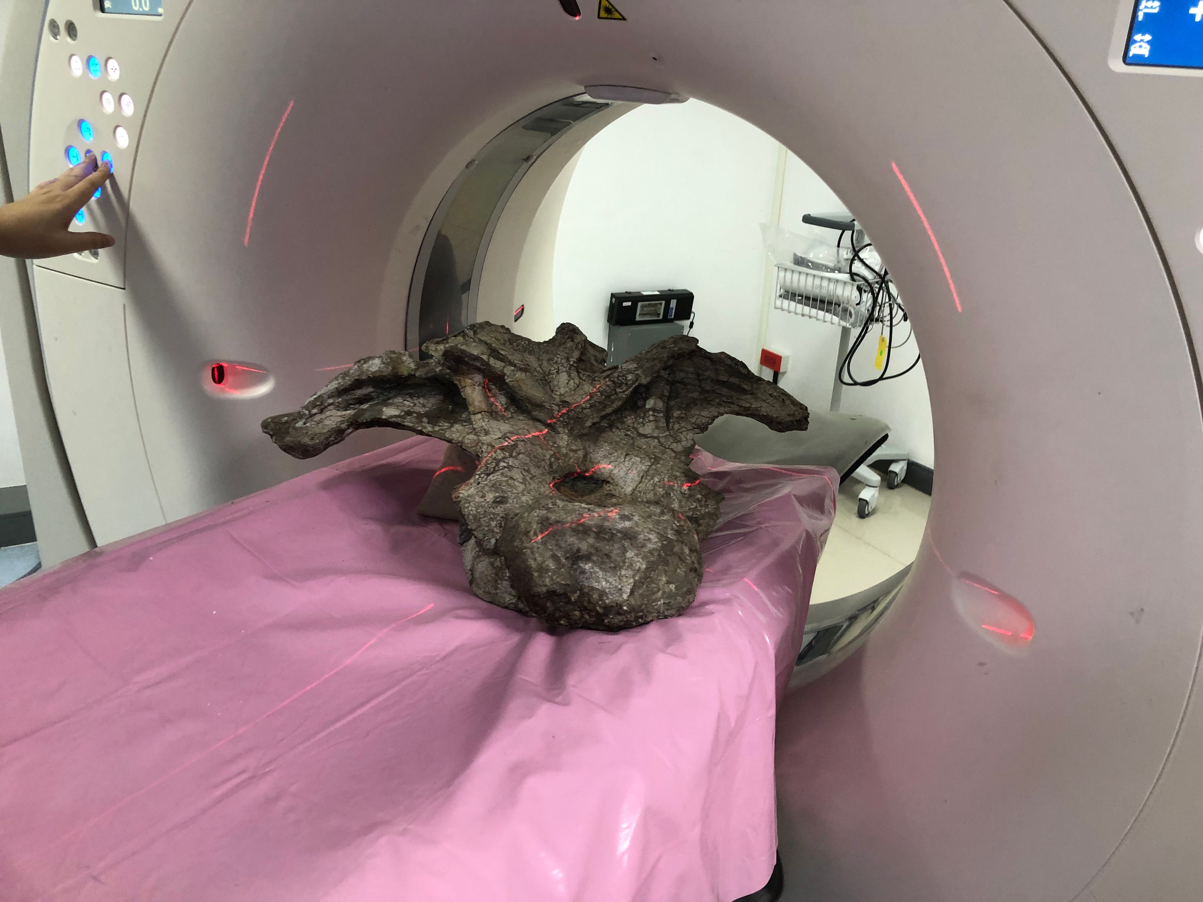 ฟอสซิล “อุรคาซอรัส กาฬสินธุ์เอนซิส” ถูกนำมา CT scan ภาพจาก นายอภิรัตน์ นิลพนาพรรณ และคณะ (Apirut et al., 2026)