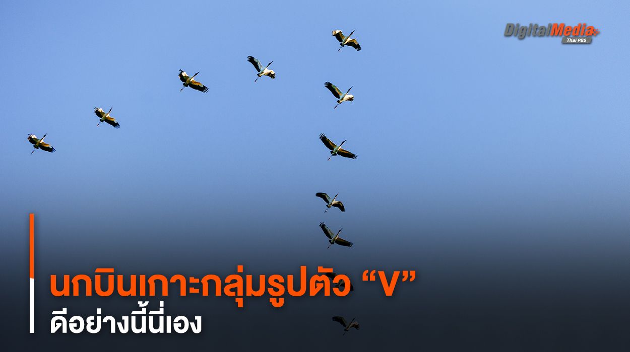 นกบินเกาะกลุ่มรูปตัว “V” ดีอย่างนี้นี่เอง