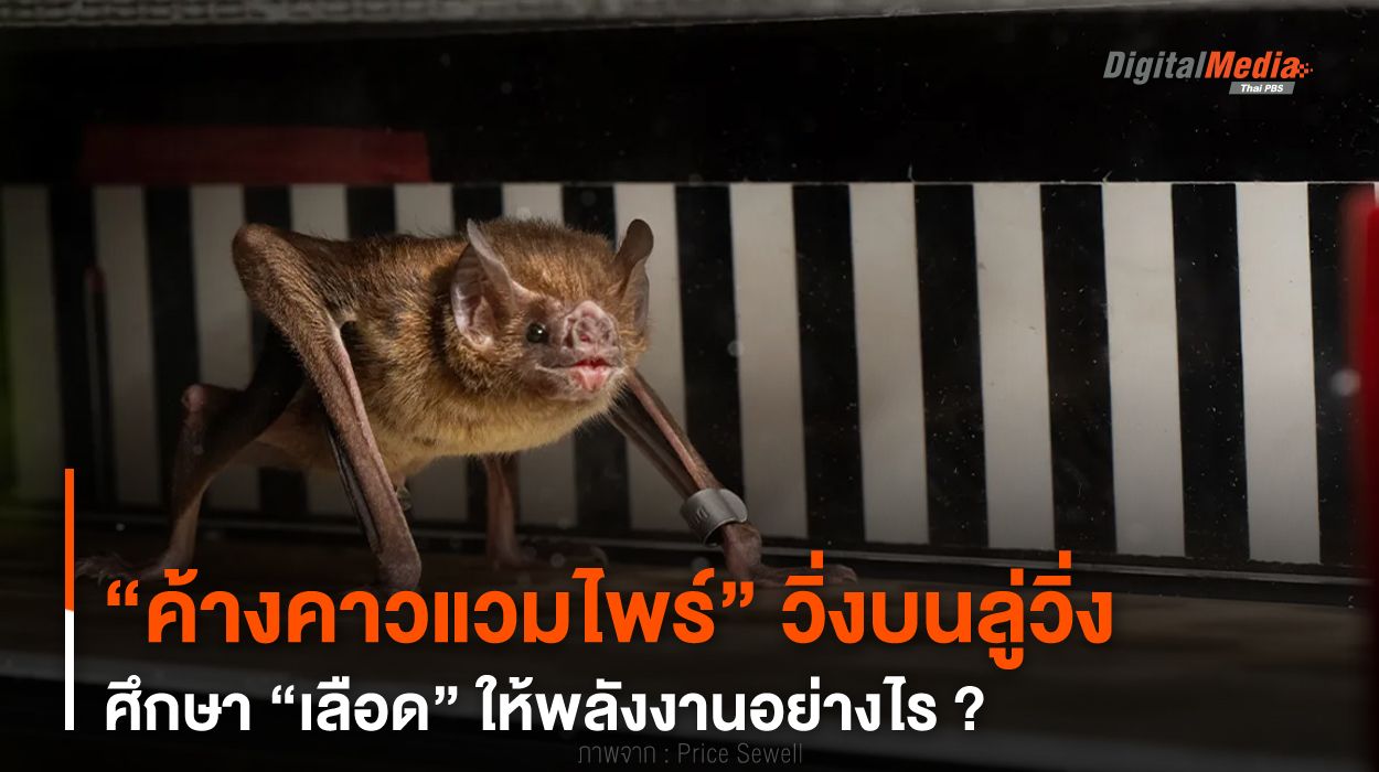 “ค้างคาวแวมไพร์” วิ่งบนลู่วิ่ง ศึกษา “เลือด” ให้พลังงานอย่างไร ?