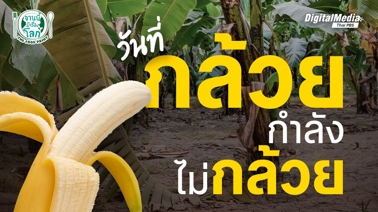 วันที่กล้วยกำลังไม่กล้วย