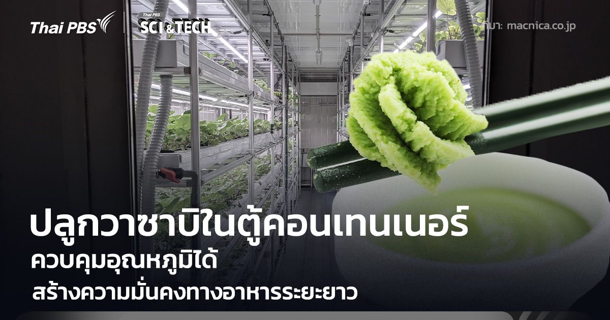 ปลูกวาซาบิในตู้คอนเทนเนอร์ ควบคุมอุณหภูมิได้ สร้างความมั่นคงทางอาหาร