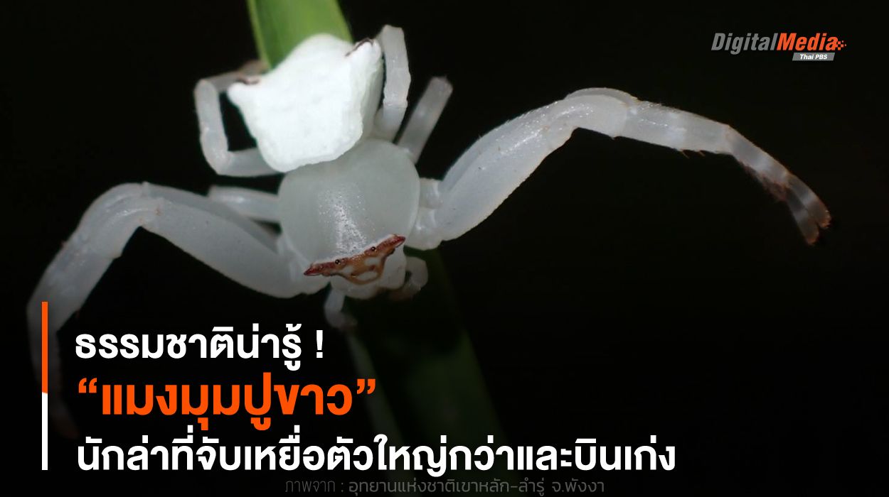 ธรรมชาติน่ารู้ ! “แมงมุมปูขาว” นักล่าที่จับเหยื่อตัวใหญ่กว่าและบินเก่ง