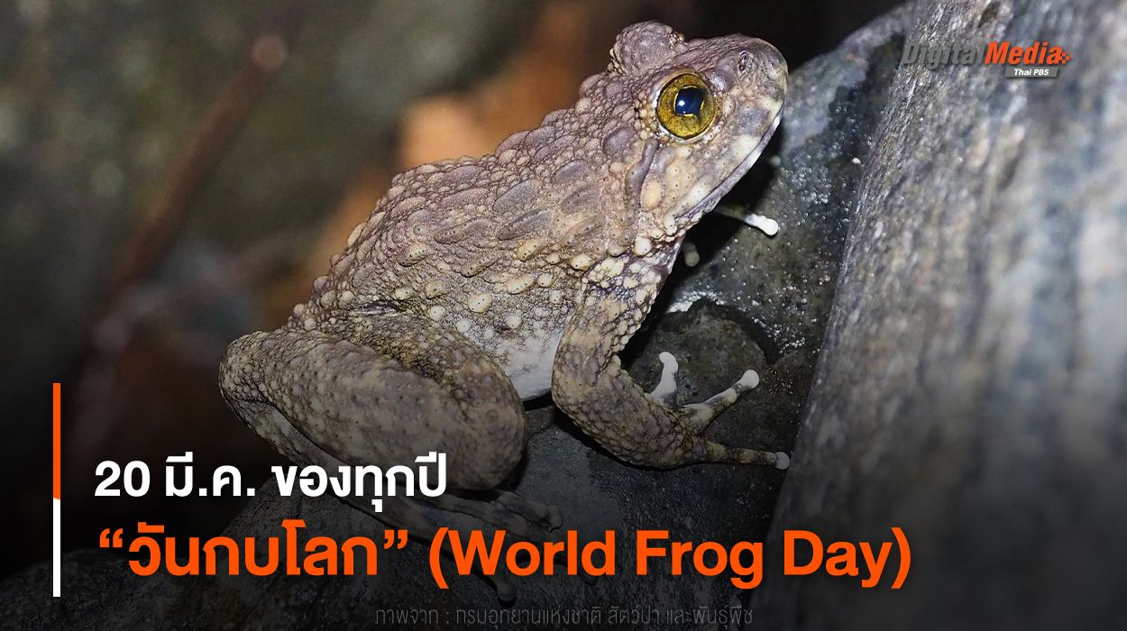 20 มี.ค. ของทุกปี “วันกบโลก” (World Frog Day)