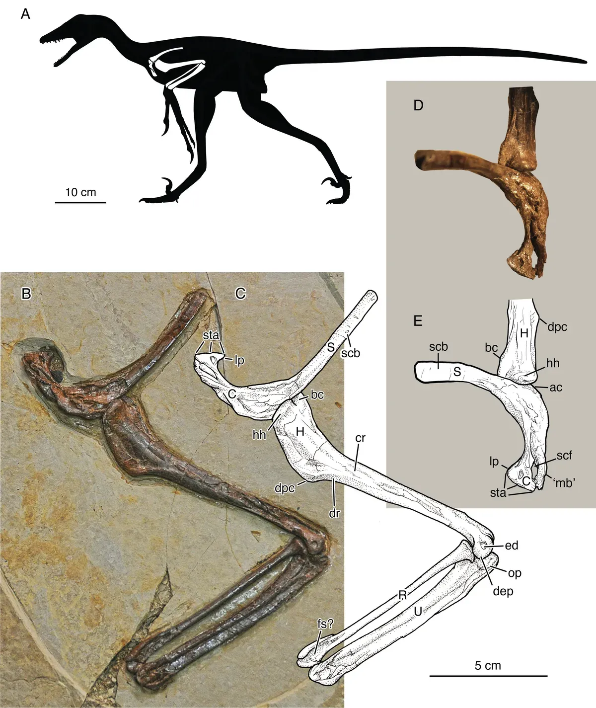 ภาพฟอสซิล Jian changmaensis ภาพจาก Zhou et al
