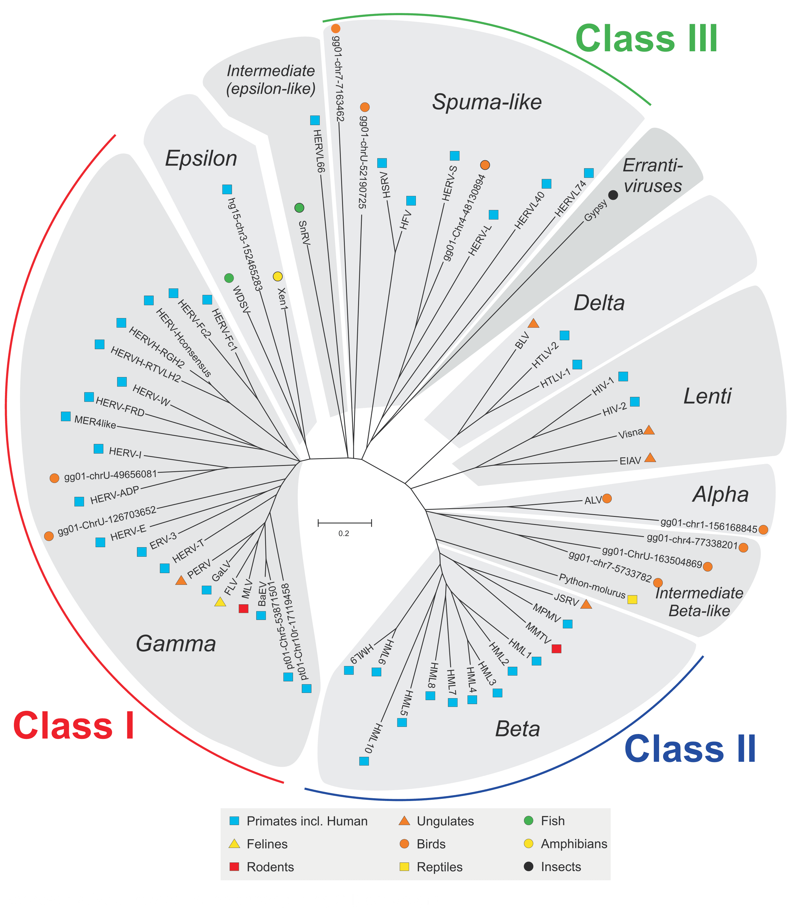 ไวรัสหลายชนิดอาจสามารถซ่อนอยู่ในจีโนมหรือรหัสพันธุกรรมของสัตว์อย่างหมูได้และอาจเกิดการติดเชื้อได้หากรับอวัยวะจากสัตว์ที่ติดเชื้อเหล่านี้