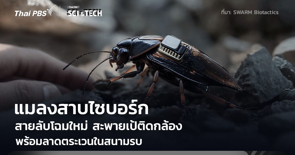 แมลงสาบไซบอร์ก สายลับโฉมใหม่ สะพายเป้ติดกล้องพร้อมลาดตระเวนในสนามรบ
