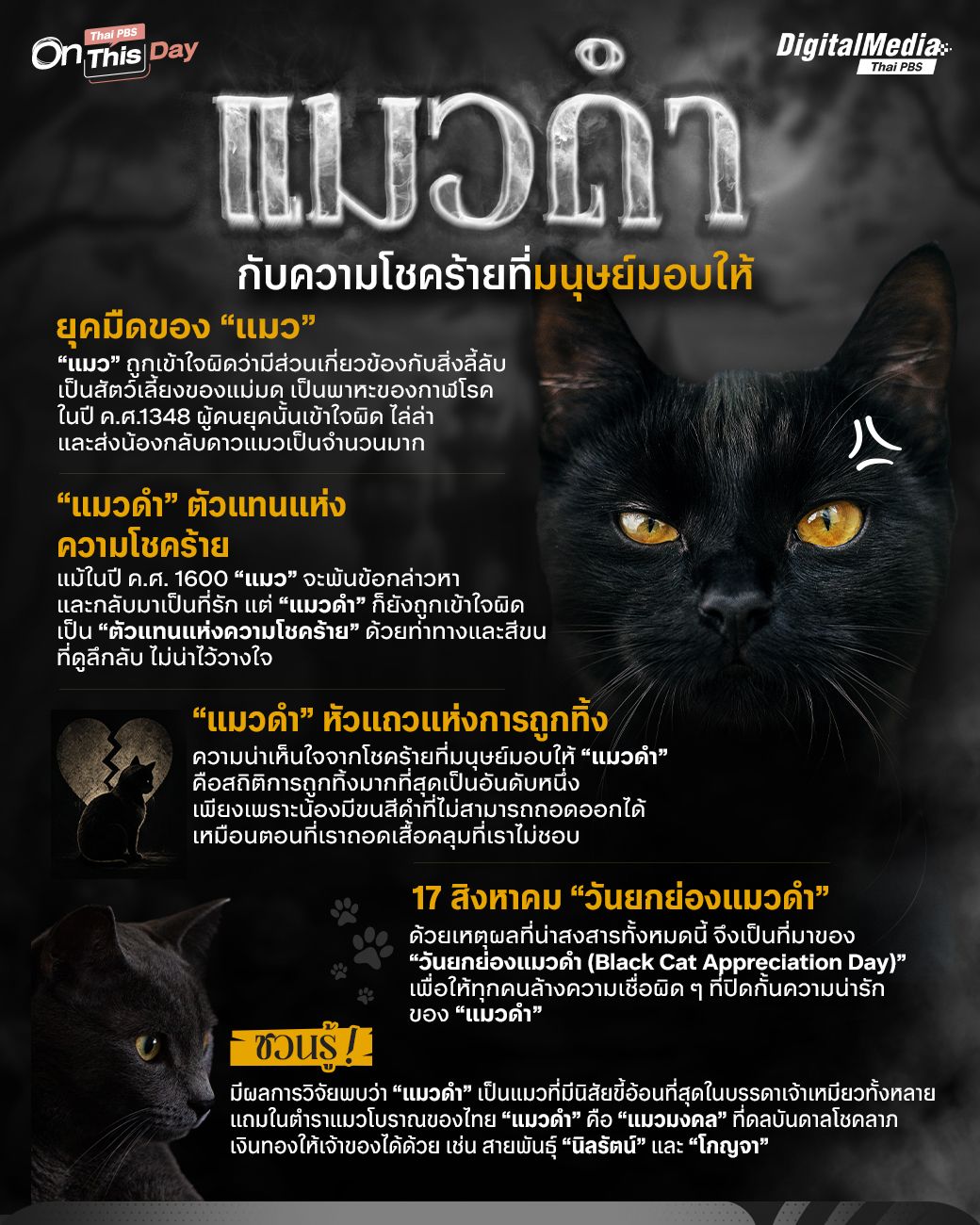 “แมวดำ” กับความโชคร้ายที่มนุษย์มอบให้