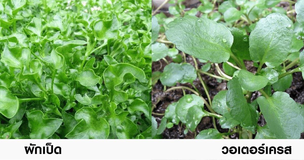 เรียกให้ถูก“ผักเป็ด” ไม่ใช่ “วอเตอร์เครส”