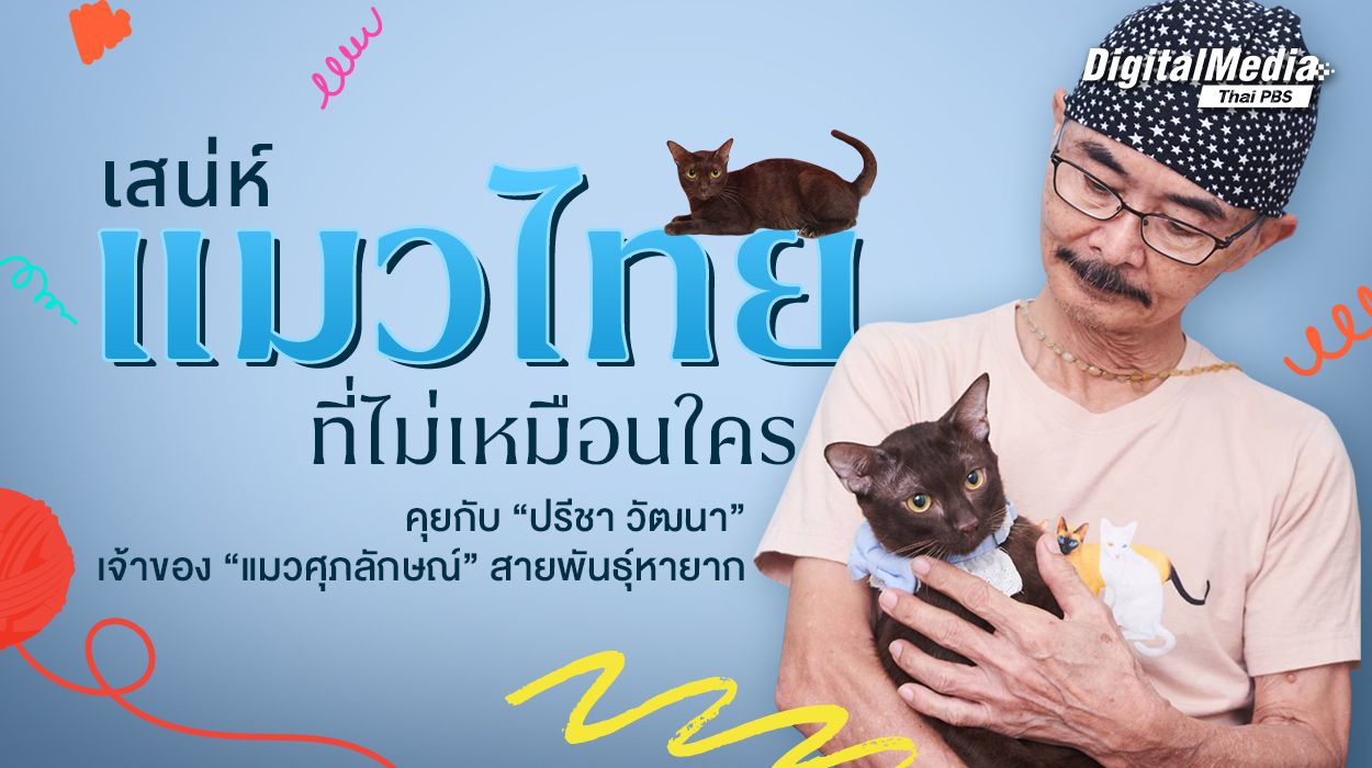 คุยกับ "ปรีชา วัฒนา" นักอนุรักษ์แมวศุภลักษณ์ แมวไทยที่เกือบจะสูญพันธุ์