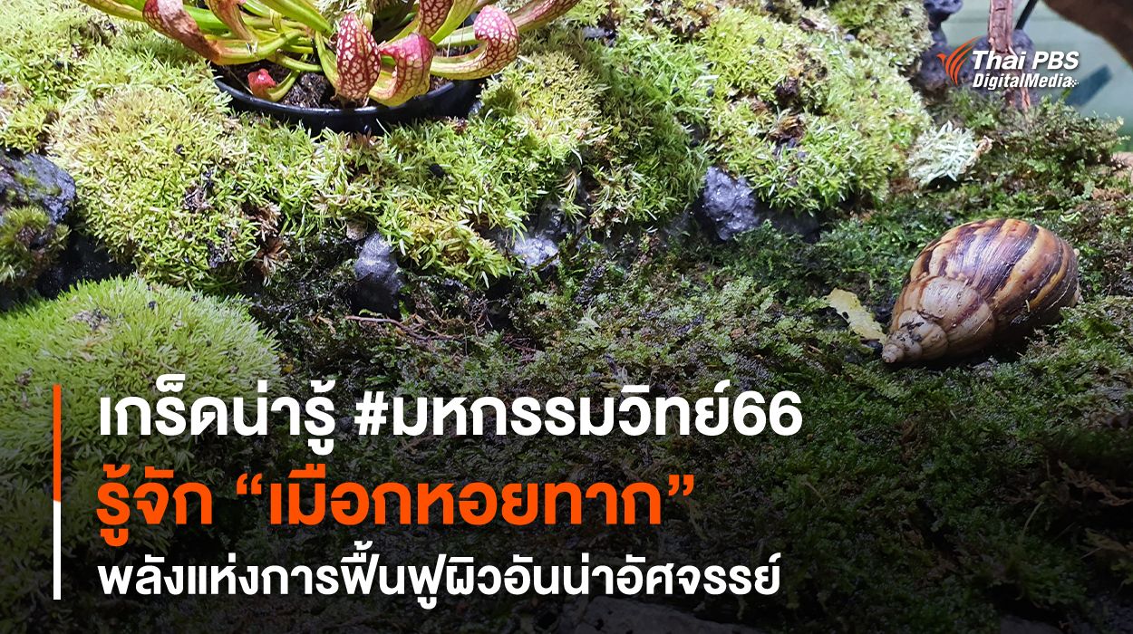 เกร็ดน่ารู้ #มหกรรมวิทย์66 รู้จัก “เมือกหอยทาก” พลังแห่งการฟื้นฟูผิวอันน่าอัศจรรย์
