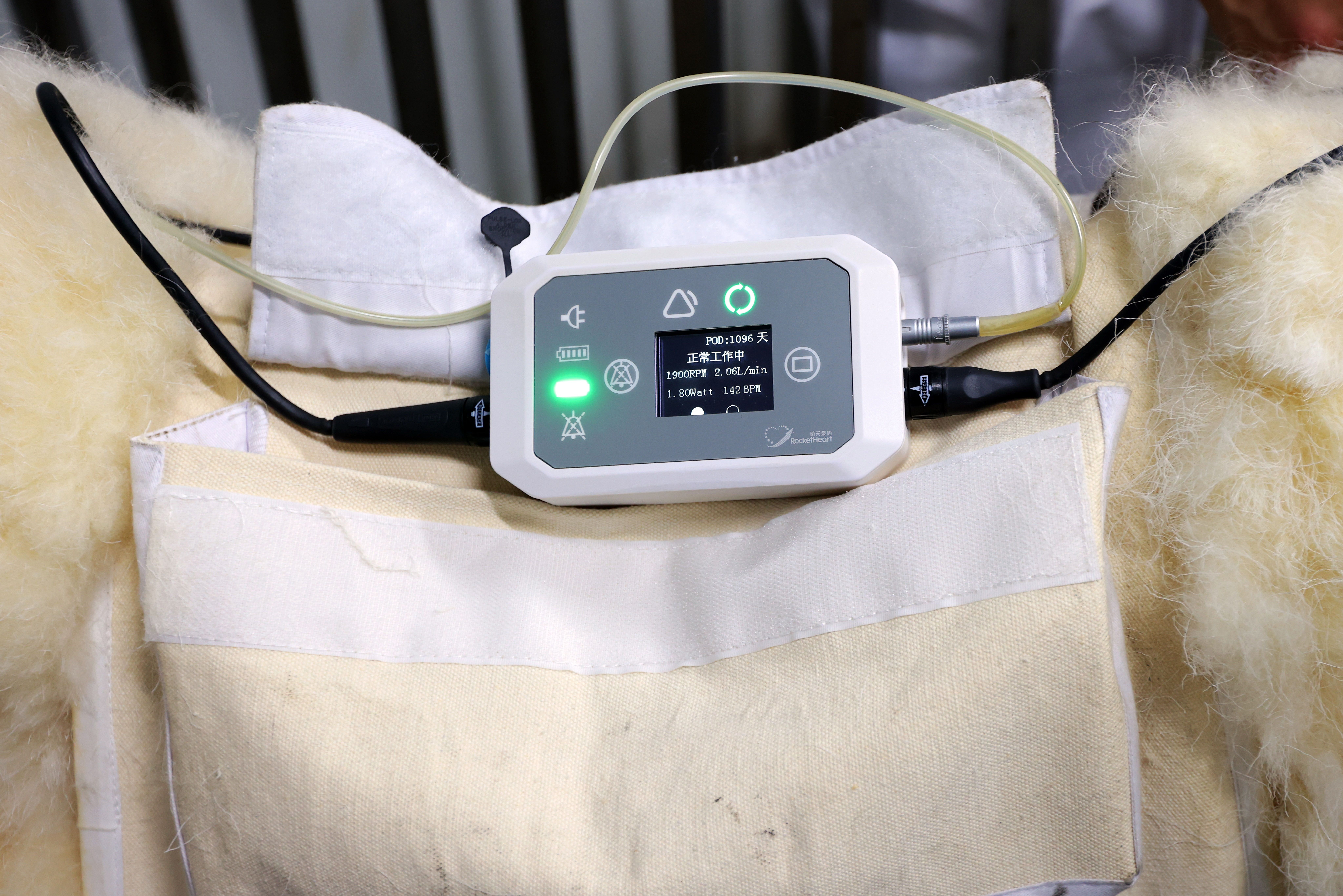 ภาพอุปกรณ์หัวใจเทียมที่ติดตั้งกับตัวไคไท่ แกะทดลองในเทศบาลนครเทียนจินทางตอนเหนือของจีน ภาพจากซินหัว