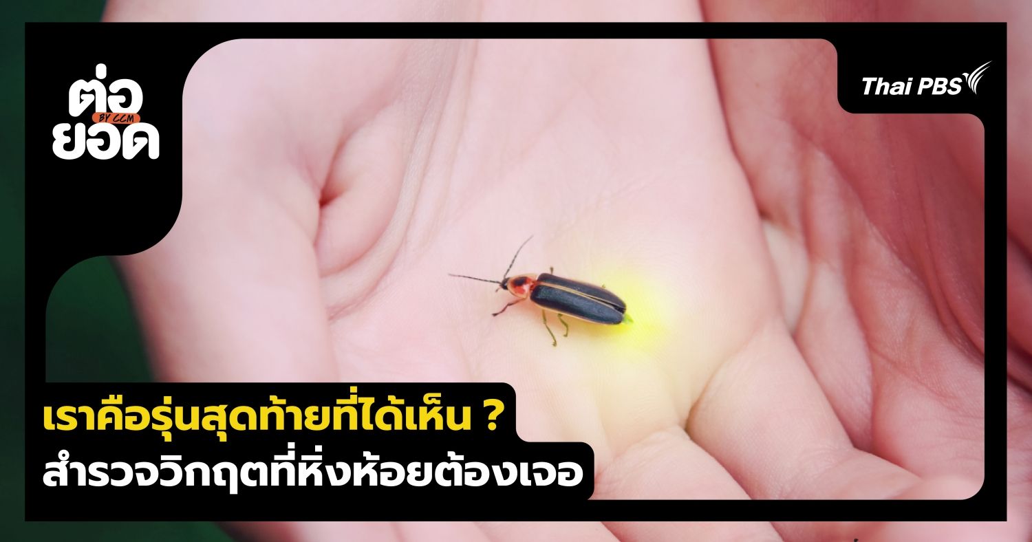 เราคือรุ่นสุดท้ายที่ได้เห็น ? สำรวจวิกฤตเงียบที่ "หิ่งห้อย" กำลังเผชิญทั่วโลก