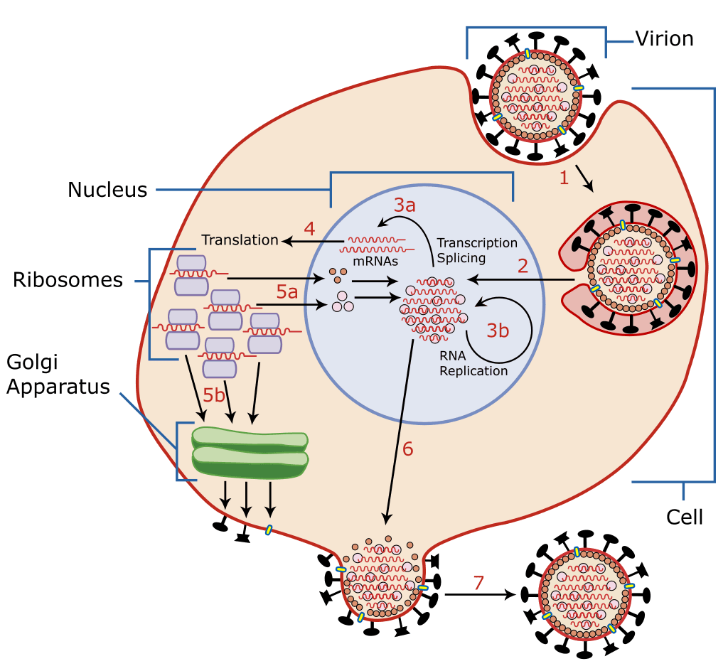 ไวรัสเพิ่มปริมาณตัวเองด้วยการขโมยกลไกการสร้างโปรตีนของเซลล์มาใช้ในการผลิตตัวมันเองแทน ทั้งนี้ผ่านการฉีดสารพันธุกรรมของตัวมันเองให้กลไกของเซลล์ผลิต เราจึงสามารถตรวจจับสารพันธุกรรมของมันได้ในเซลล์เราหากเกิดการ