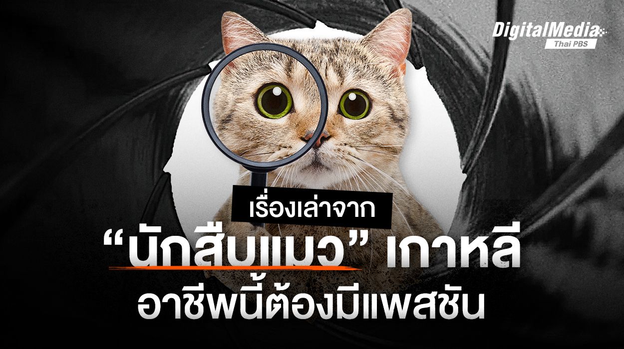 เรื่องเล่าจาก "นักสืบแมว" เกาหลี อาชีพนี้ต้องมีแพสชัน