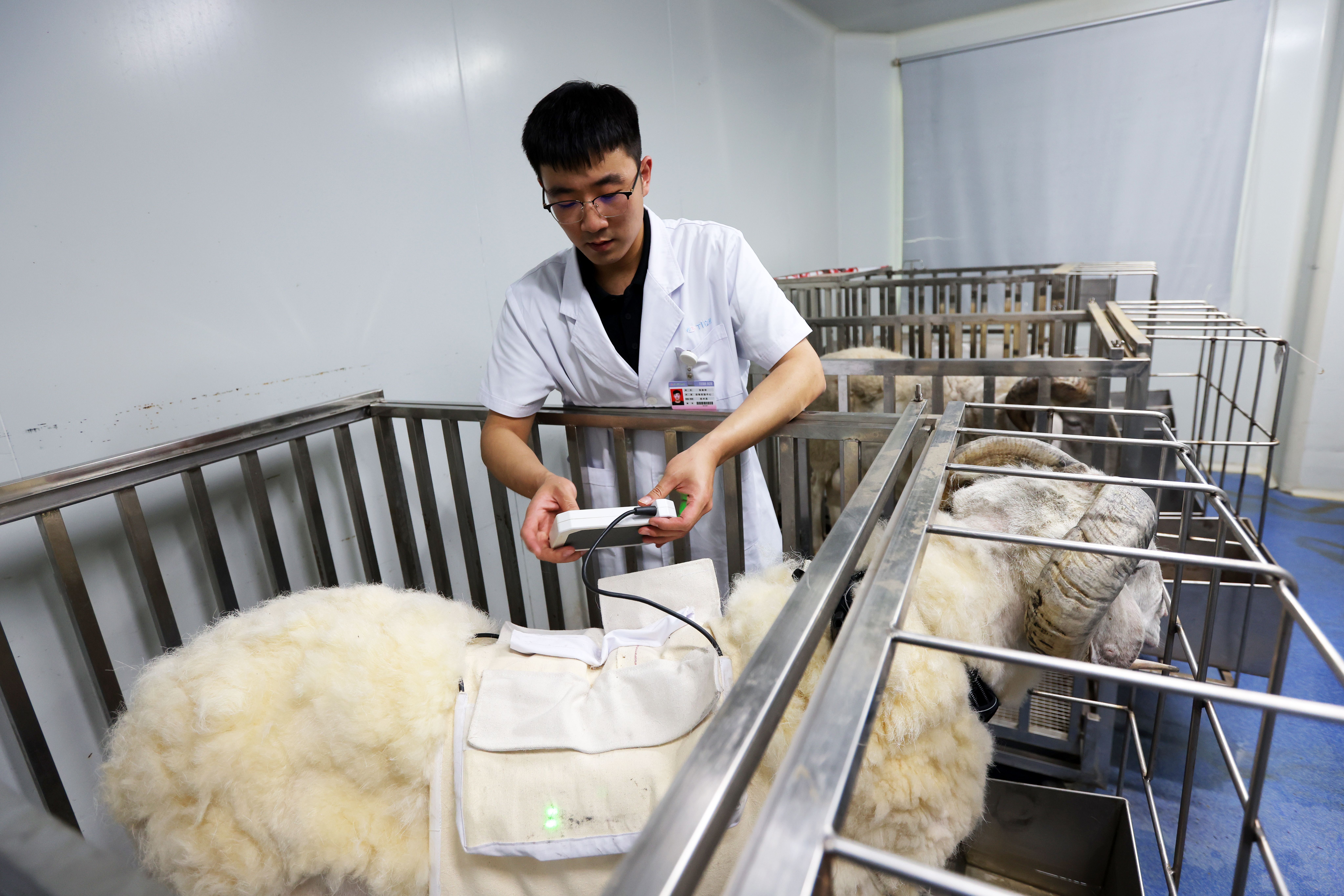 เจ้าหน้าที่ตรวจสอบอุปกรณ์หัวใจเทียมที่ติดตั้งกับตัวไคไท่ แกะทดลองในเทศบาลนครเทียนจินทางตอนเหนือของจีน ภาพจากซินหัว