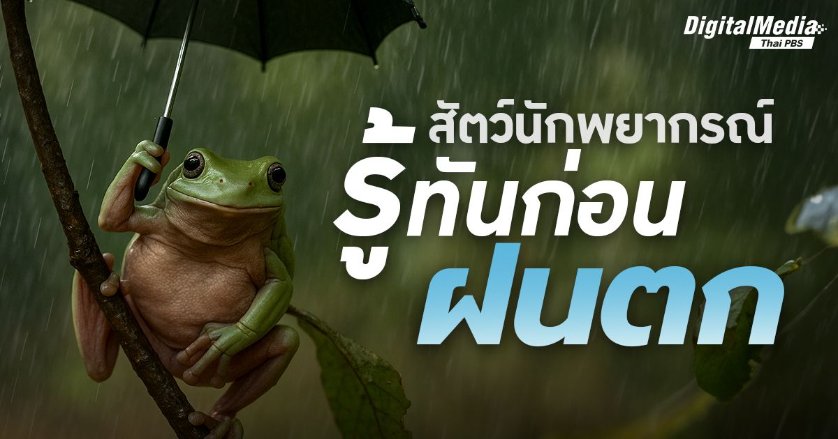 สัตว์นักพยากรณ์ รู้ทันก่อนฝนตก