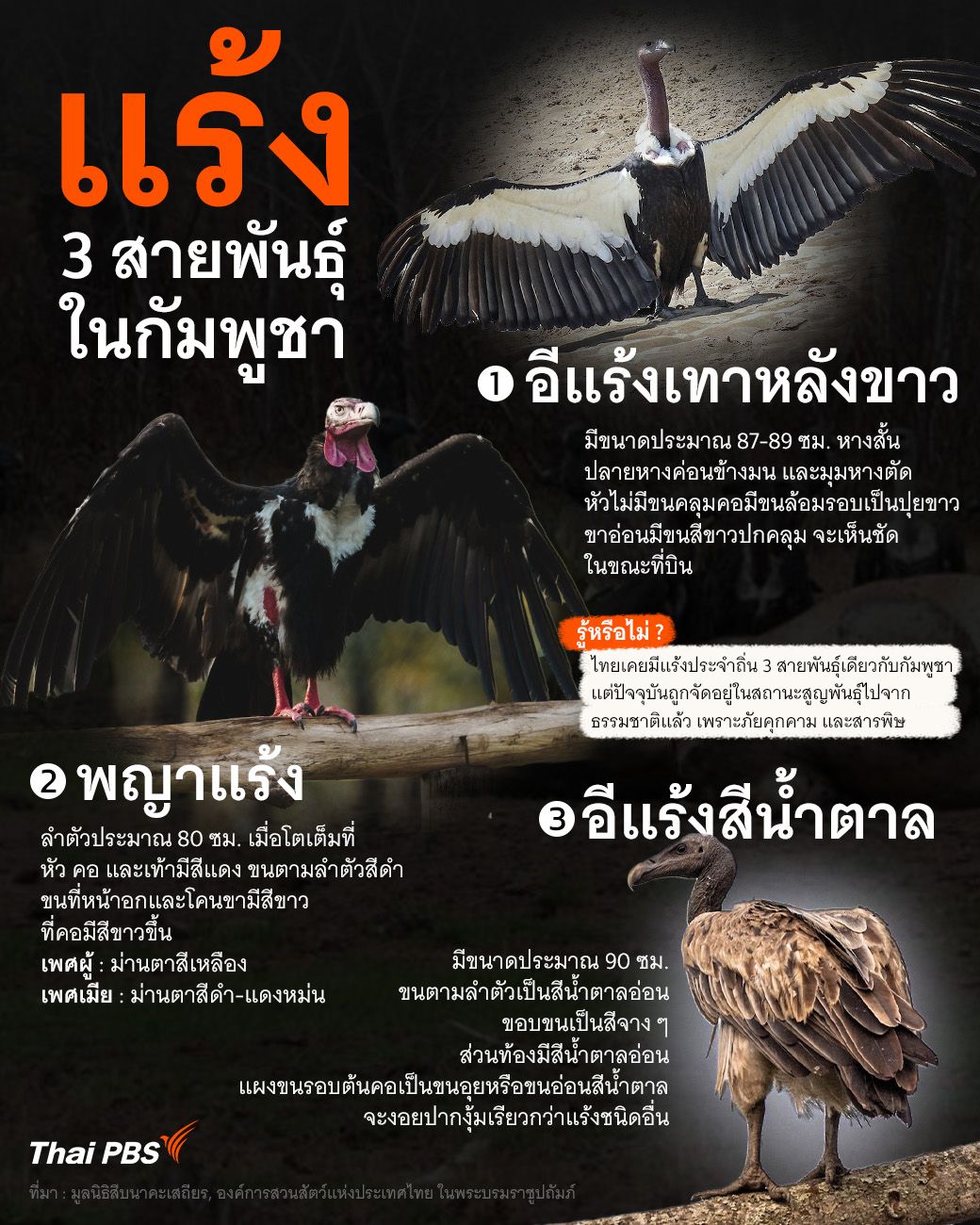 ทำความรู้จัก 3 สายพันธุ์ "แร้ง" ในกัมพูชา